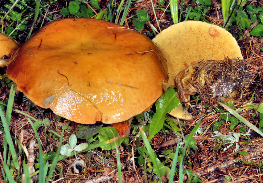 Funghi del Trentino